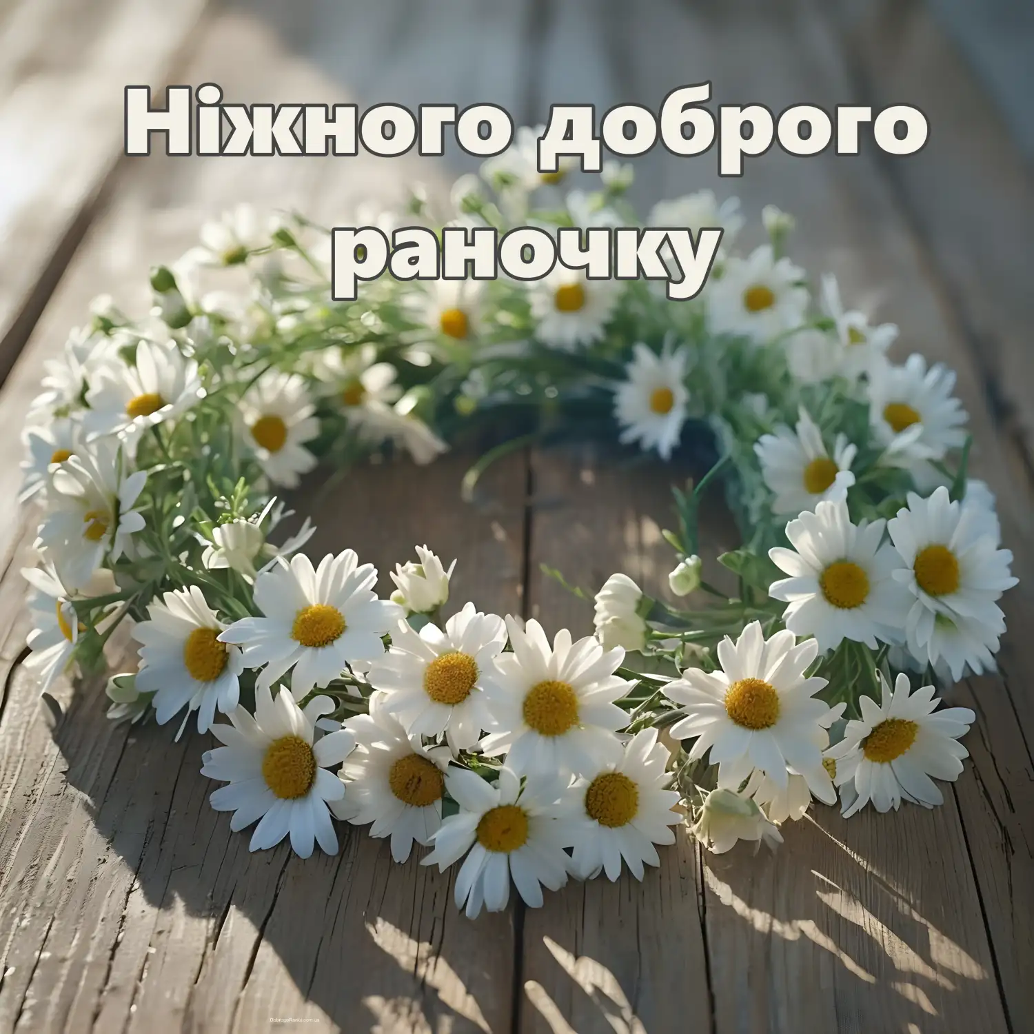 Картинка з побажанням доброго раночку: ромашки
